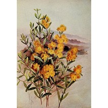 Guide to the Wild Flowers 1899 Shrubby St Johns Wort Poster Print by Ellis Rowan (24 x 36) (24 x 36)