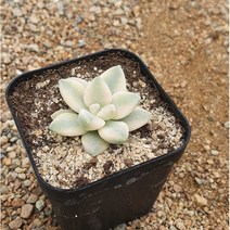 [다육]살구미인금, 1개