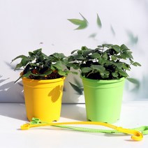 이삭 딸기모종(중)걸이화분 1+1 관상용 열매채소 1년에 2번 수확