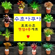 키우기쉬운 초보자용 랜덤포트수초 4종세트