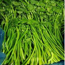 알뜰농장 국내산 싱싱 돌 미나리 당일 작업 배송 최상품 4kg내외 단품, 미나리 4kg내외