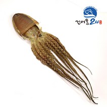 말린문어 피문어 돌문어 1마리 대자