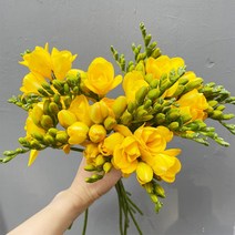 솜리플라워 생화 후리지아 20줄기 프리지아 4월 봄꽃 양재 꽃시장 꽃배달싼곳