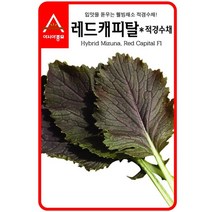 Eurovision : 경수채 교나씨 레드캐피탈 적경수채 3g : Good Luck, 상세페이지 참조