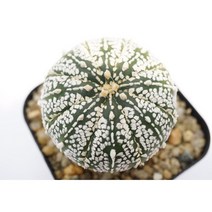 [슈퍼투구 가부토 실생 0719] 홈가드닝 분재 선인장 키우기쉬운 아프리카 다육이 공기정화 특이한 귀여운 예쁜 희귀한 인테리어 생일 소형 작은 개업선물 리톱스 코노피튬 식물키우기