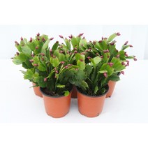 트리바이제이 붉은꽃 미니 게발 선인장 플랜테리어 반려식물 실내공기정화식물 거실화초, 미니 게발 선인장 1+1 (10%할인)