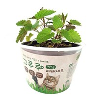 고양이 기호품 캣닢 기르기 재배 세트 고양이풀, 1개