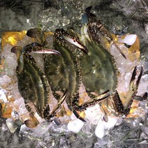 서해안 제철 꽃게 1kg 2Kg 3Kg 봄 가을 활 꽃게 산지직송 숫꽃게 암꽃게 급냉, 가을[숫]꽃게_대_7-9미_3Kg, 1개