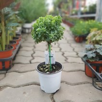 바질트리허브 외목대 공기정화식물 향신료 25~35cm 99