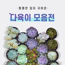 다육이 총 집합!! (지름 8~9cm) 1.라울2.먼로3.핑크프릴4.방울복랑5.크리스마스 6.파블로 7.비취후리데 8.레티지아 9.라일락 10.티피, 2.먼로
