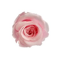 프리저브드 장미 머리(head) - 컬러 로즈 보존화, 스몰(2.5~3cm), 장미 HEAD(머리) 소프트핑크