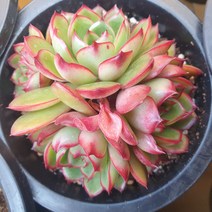 [수암다육] 레드폴 랜덤발송 Echeveria 랜덤발송 다육 다육이 다육식물 527