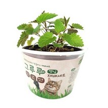 힐링타임 그루루 캣그라스 재배세트, 캣닢, 1세트