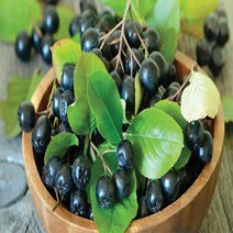 아로니아 블랙초크베리 결실주 묘목