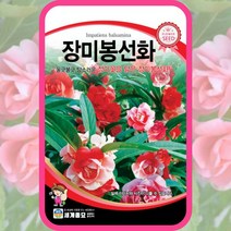 장미봉선화 씨앗 20립 서양봉선화꽃 씨 종자 꽃씨 봄 여름 가을, 단품