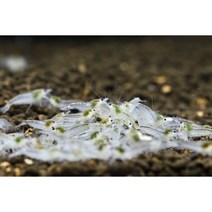 스노우볼 새우 10마리 / 생물포장비 없음 / 생이새우/ 안녕하새우