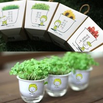 현hmsupre_화분키우기 미니 화초 텃밭 만들기 새싹기르기 식물재배 키우기 재배용♥rebirth, ♥rebirth브로의 방울토마토