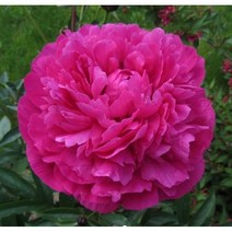 수입작약- 홍보사-진분홍 2~3촉 구근