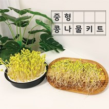 감성편의점 중형 집에서 콩나물 키우기 재배기 키트 가정용 어린이, 2) 노란 콩나물콩 250g(재배기추가해주세요)