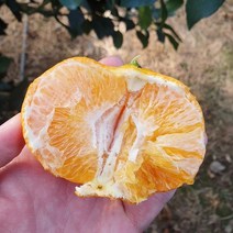 산지직송 제주 고당도 레드향 3kg 5kg 10kg 선물용 가정용 못난이, 레드향 5kg 대과(14~24수)