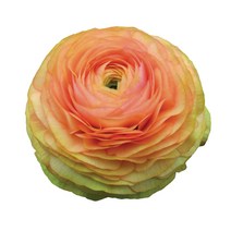 우리화훼종묘(주) 라넌큘러스 구근 - 살몬, 1개