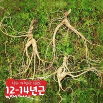 봉자삼 700고지 직파 자연산 산삼 12-14년근 3뿌리, 단품
