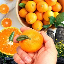 제주 감귤 서귀포 효돈 프리미엄 고당도 하우스 귤, 2kg 소과 (2S-S), 제주도 하우스감귤