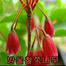 단풍철쭉 개화주(적색) 키40~50cm 1그루 개화주 꽃나무 유실수 조경수 나무묘목