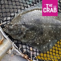 제철 생물 도다리 1마리 (200-1kg) 자연산 양식 봄도다리 회 쑥국 구이 손질, 구이탕용, 강 도다리 대 1마리 (900-1kg)