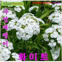 [팝플러스씨앗] 꽃꽃이소재로 최고인 수염패랭이-화이트 10 립