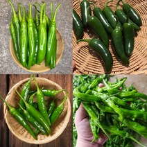 청양고추 오이고추 미인고추 꽈리고추 퍼펙트고추 할라피뇨 1kg, 오이고추 1kg, 1개