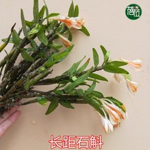 장거석곡 덴드로비움 longicornu 석곡 분재 난, 01. 10촉(화분 미포함)