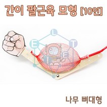 간이 팔근육 모형만들기(10인)