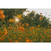 황화코스모스 씨앗 1kg 녹화 조경용종자(PK)