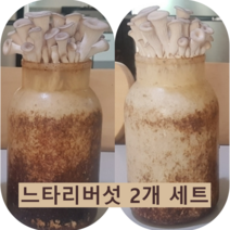 포천 농장 느타리 버섯 배지 2개 집에서 직접 키우는 가정용 키우기쉬운 무농약 친환경 키트 홈가드닝 베란다텃밭 실습 체험 학습 교육 어린이집 유치원 학교 사무실 복지관 노인정 국산