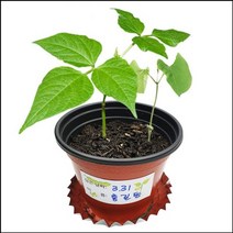 씨앗과 강낭콩의 한살이 (4개세트)