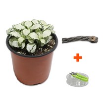DIY 마이플랜츠 초야우드 화이트스타, 단품