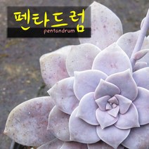펜타드럼(펜타돔/슈퍼붐) 지름 9cm 소품 다육화분, 1개