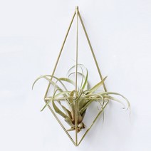 틸란 프레임 벽걸이(골드) 10.5cm x 21cm이오난사공기정화인테리어, 1개