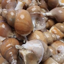 백골뱅이 생골뱅이 백골뱅이탕 소 캠핑음식 1kg 백고동, 상세페이지 참조, 상세페이지 참조