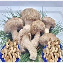 송향버섯(송화 송고버섯 착한 송이버섯), 1박스, 가정용(식당용)2kg