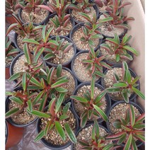 행복한꽃순이//홍페페, 5개