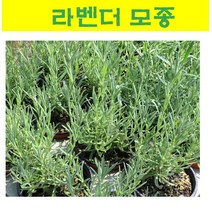 허브모종/ 라벤더 모종(품종랜덤)/ 5개 MJ09