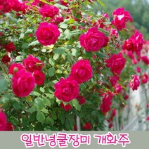 충주원예조경 일반넝쿨장미 개화주(5주묶음), 주
