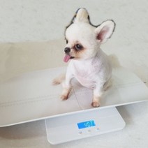 반려견 대형견 체중계 강아지 고양이 몸무게 측정