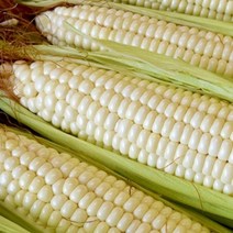 FUNET 고당도 초당옥수수 찰옥수수 10개 20개, 1박스, 23_찰옥수수 미백 20개