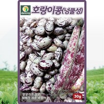 다농 호랑이콩(넝클성)씨앗 30g, 한결나은 호랑이콩 강낭콩 씨앗 30g