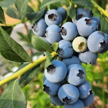 블루베리 21센티포트 레카 키40cm 분 3년생 1주 키움원예 조경수 유실수 묘목, 본상품선택, 1개