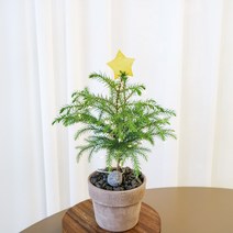 나만의 크리스마스트리 만들기 아라우카리아 화분 DIY KIT, 아라우카리아 DIY키트(식물+화분)