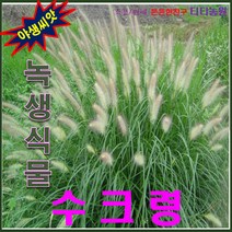 야생씨앗/녹생식물/강아지풀 / 수크령 -- 1kg